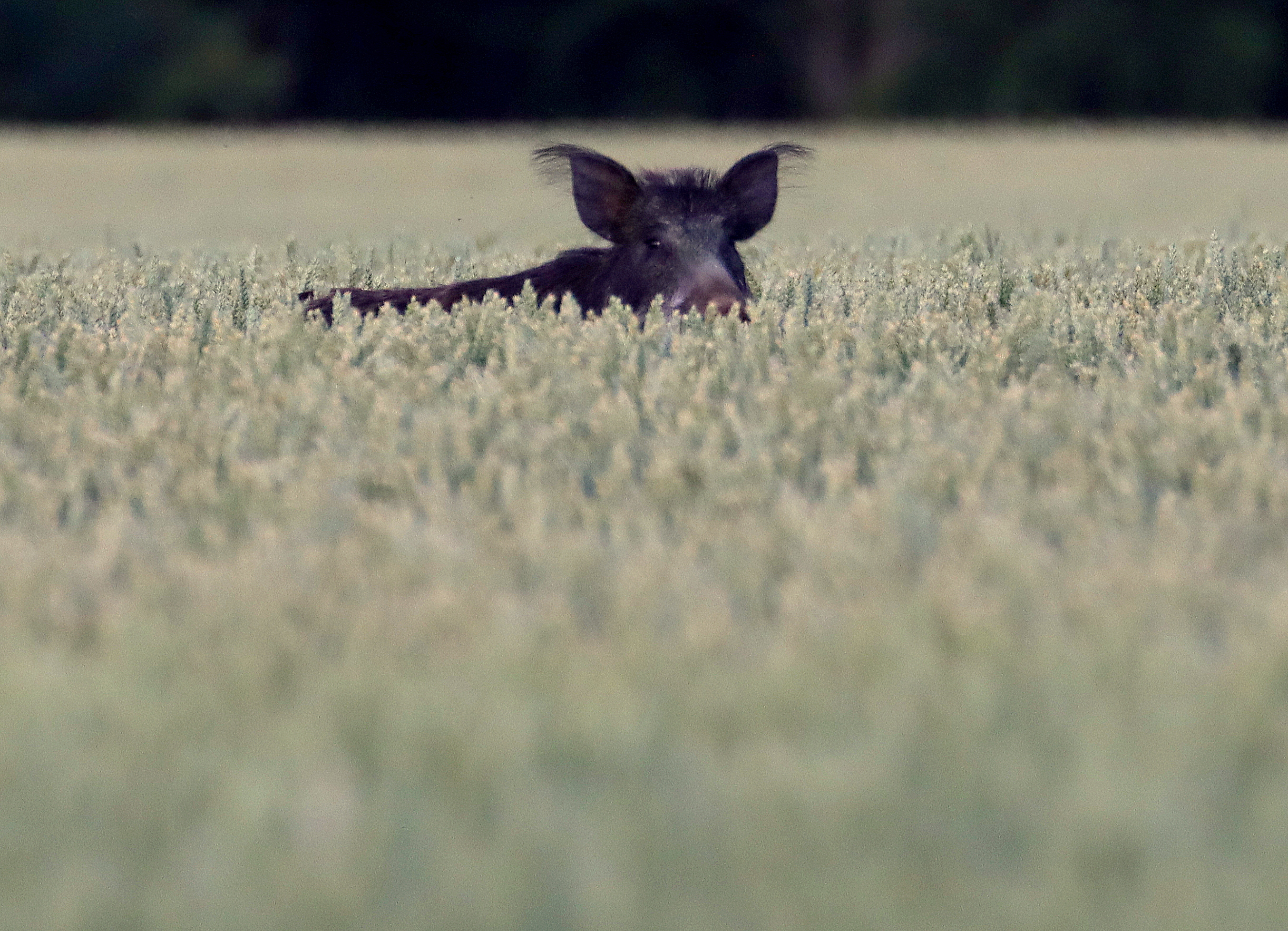 79 sanglier.JPG (2.88 MB)