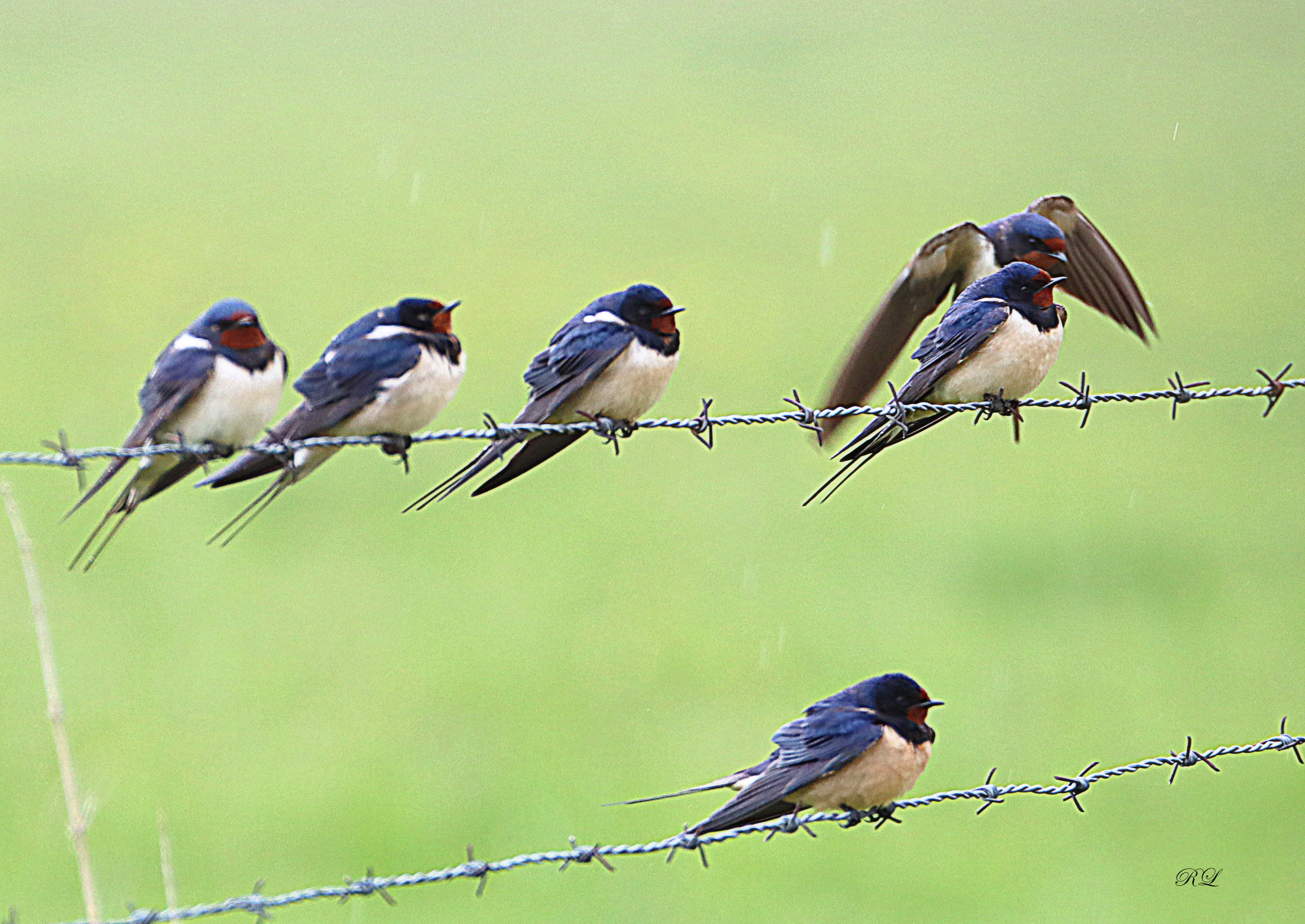 IMG_1111.JPG (6.62 MB)