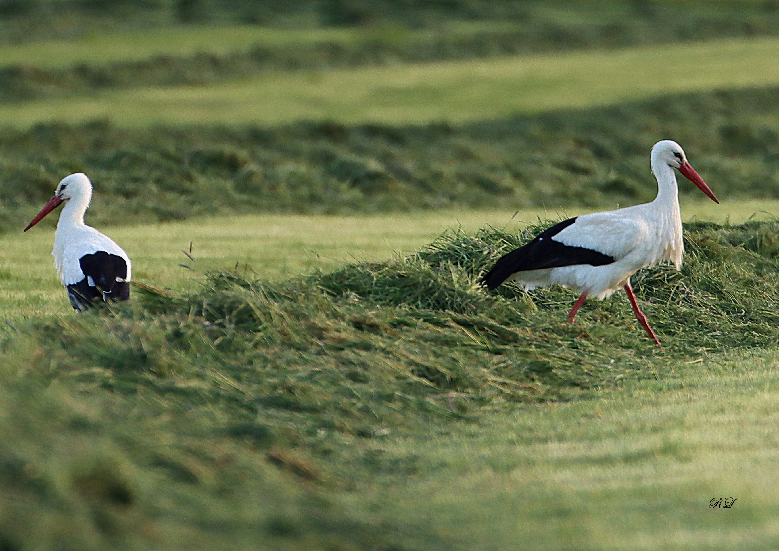 IMG_2176.JPG (2.75 MB)