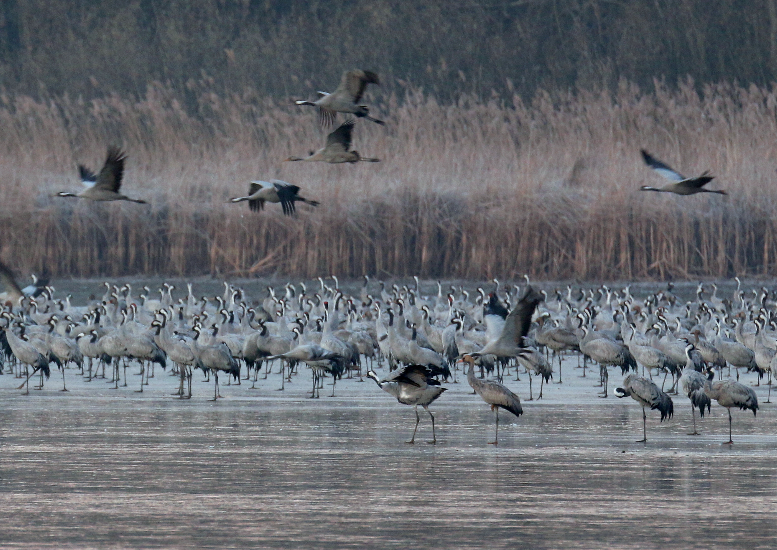 IMG_2419.JPG (2.31 MB)