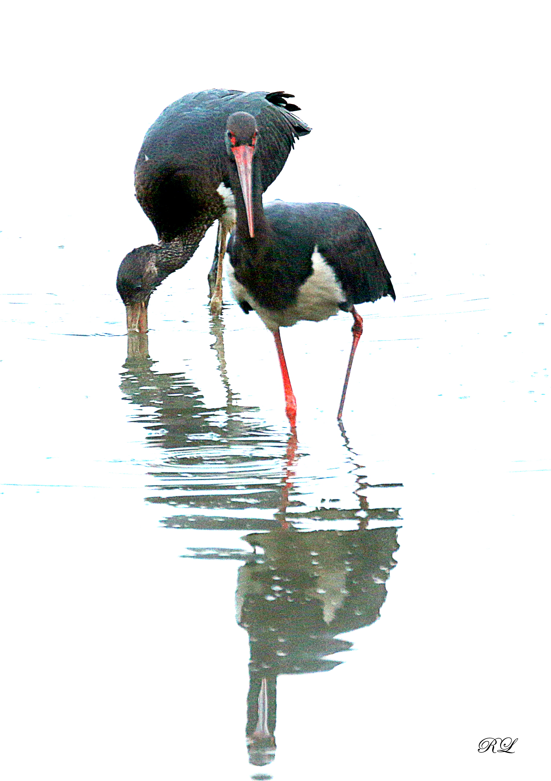 IMG_2913.JPG (1.18 MB)