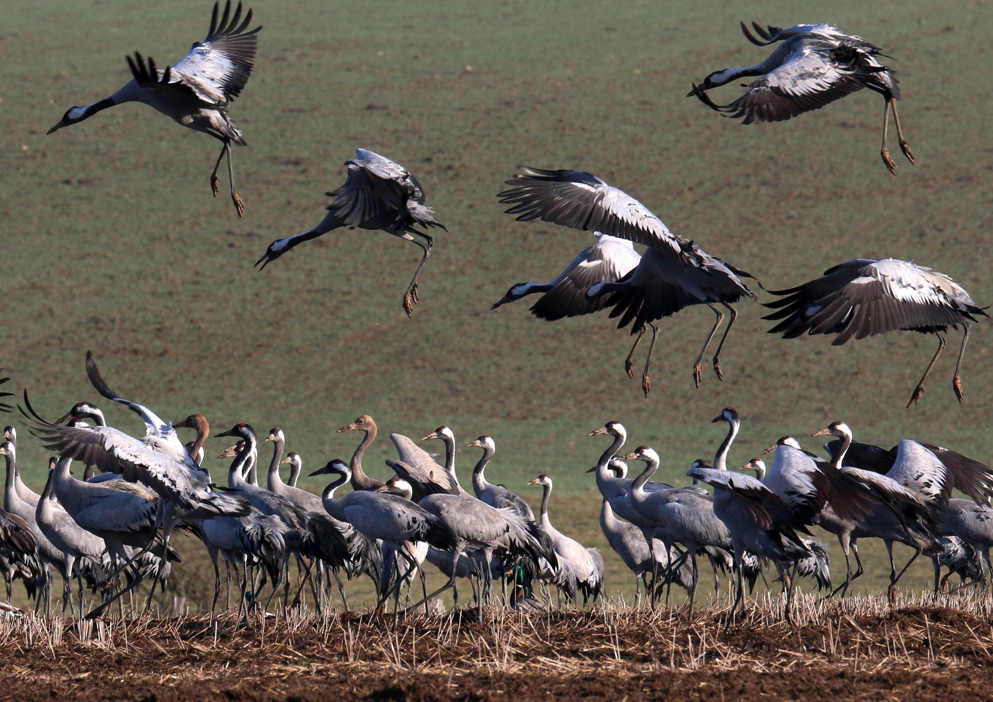 IMG_6492-003.JPG (3.46 MB)