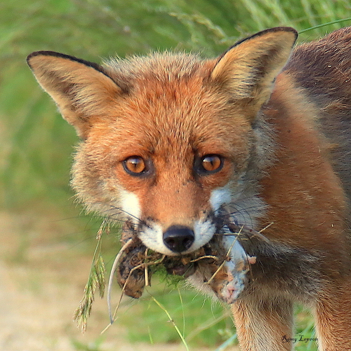 IMG_6757.JPG (1.11 MB)