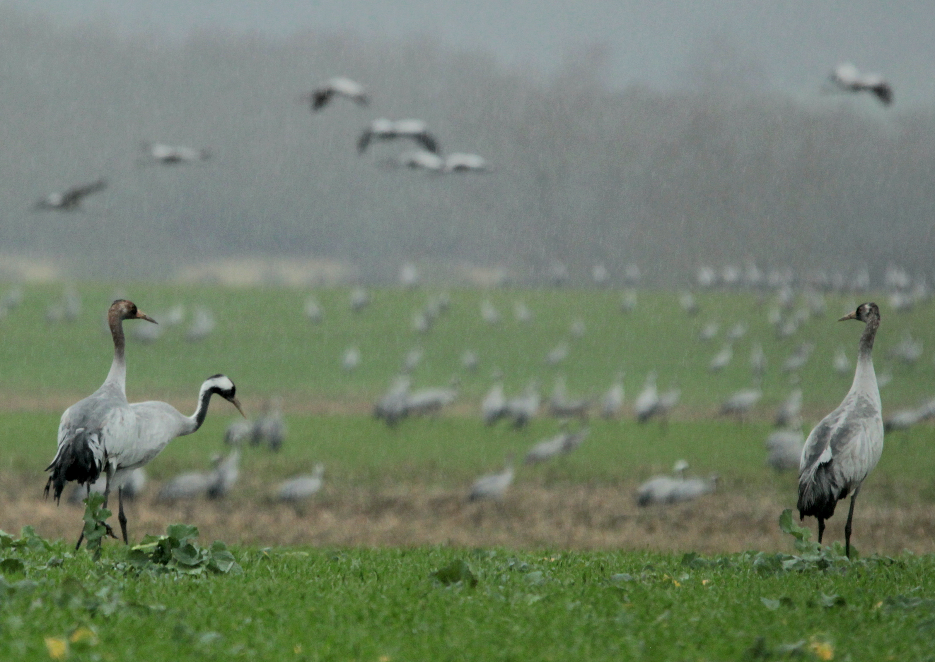 IMG_9849.JPG (2.85 MB)