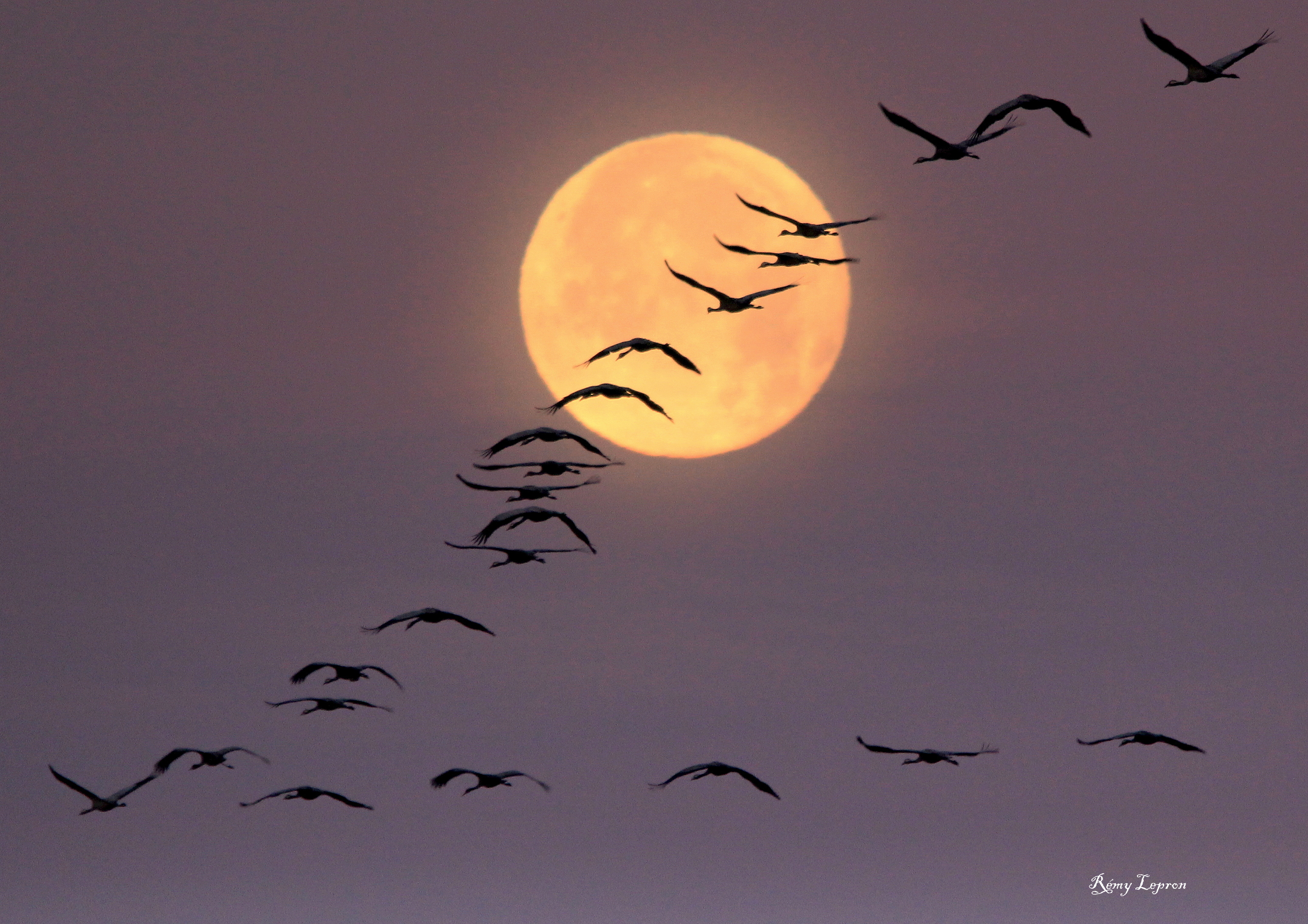 IMG_9882-001.JPG (3.46 MB)