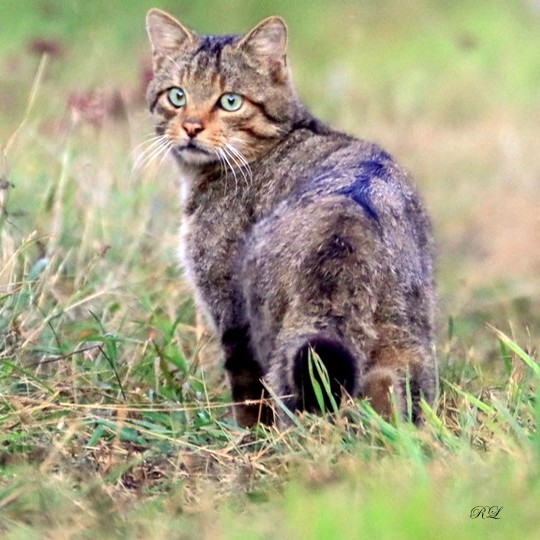 Image4 carrée.jpg (95 KB)