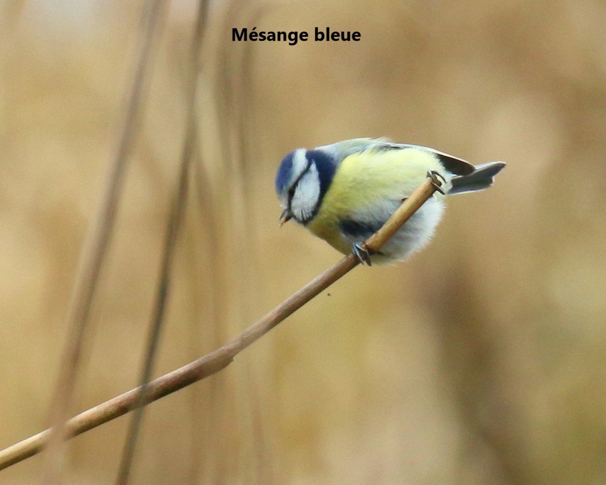 04 Mesange bleue.jpg (191 KB)