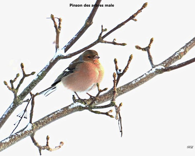 09 Pinson des arbres male.jpg (64 KB)