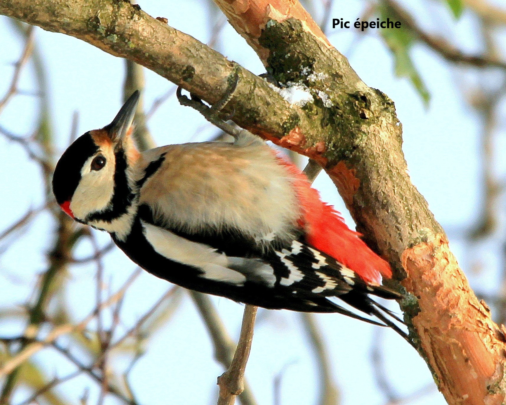 12 Pic epeiche.jpg (704 KB)