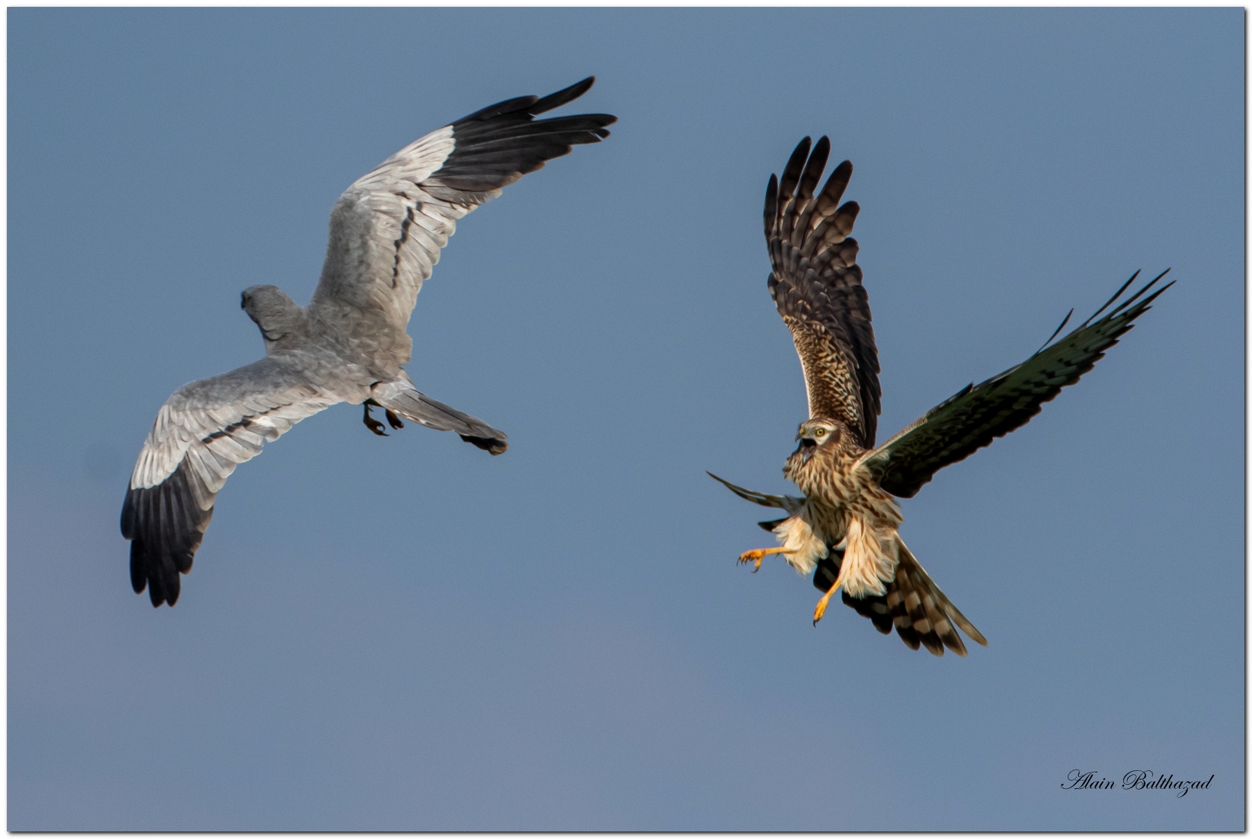 busards_presentation048.jpg (1.35 MB)