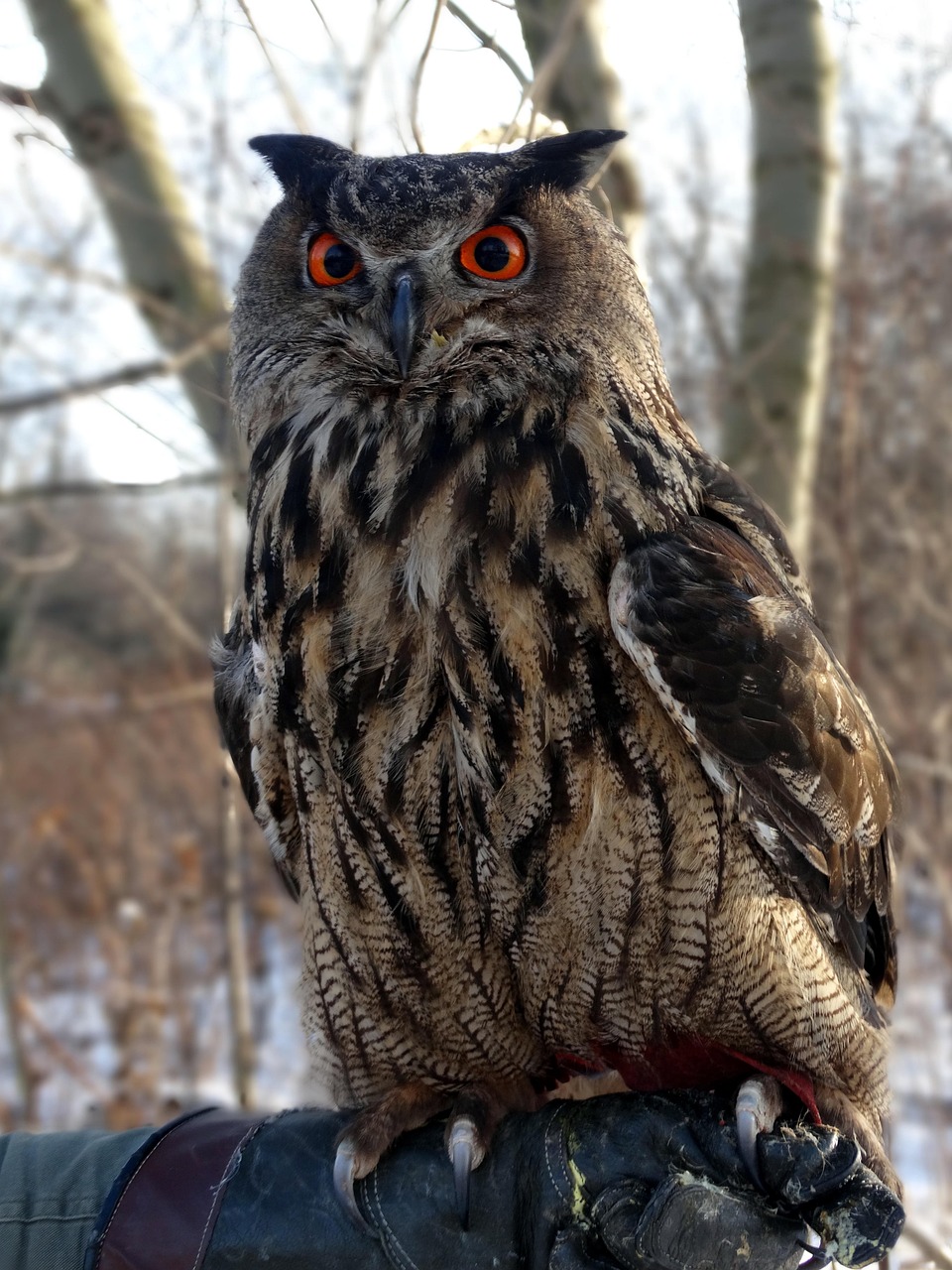 pharaoh-eagle-owl-585657_1280.jpg (333 KB)